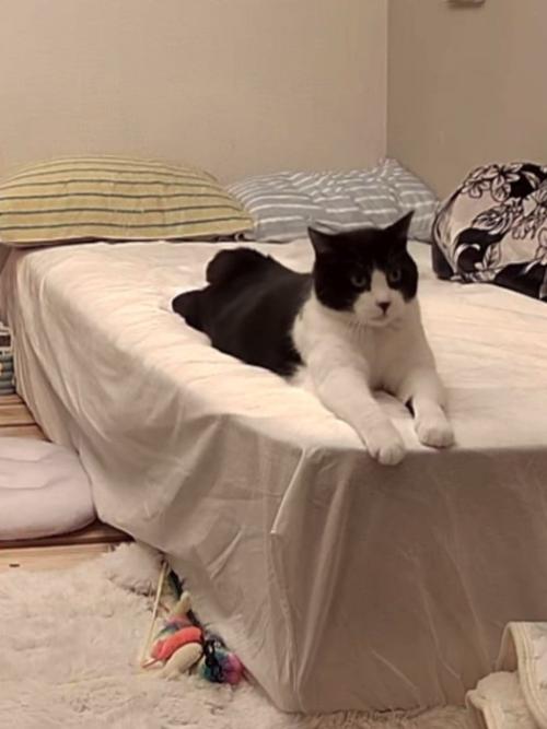 腹ばいになる猫