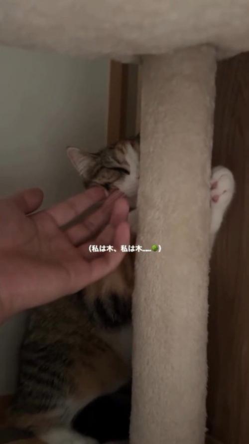 手を差し出されて、キャットタワーに抱きつく猫