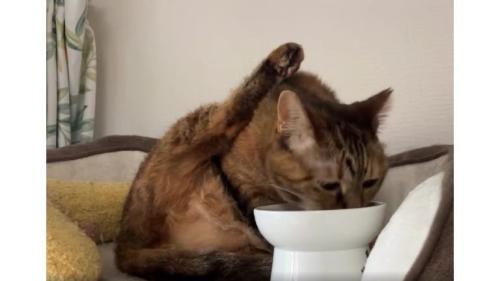 ご飯を食べている猫