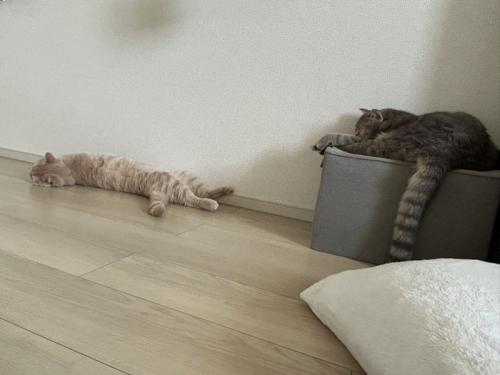 クッションの上にいるキジトラ猫と、床に寝転がる茶トラ猫