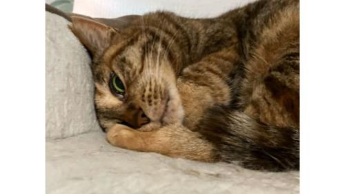 眠っている猫