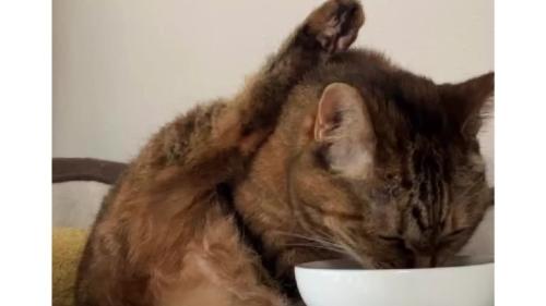 ご飯を食べている猫