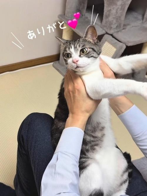 横を向く猫