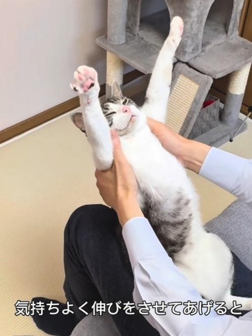 バンザイする猫