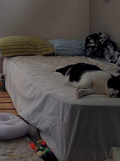 ベッドの手前で横になる猫