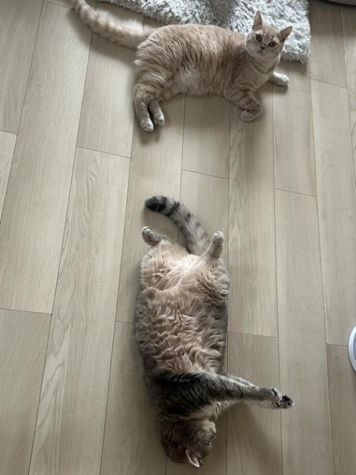 そばでくつろぐ2頭の猫