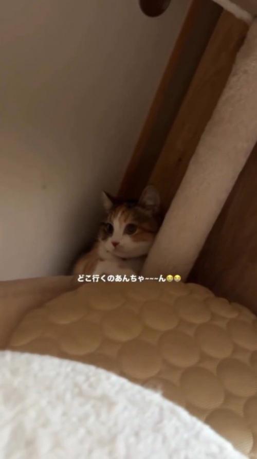 キャットタワーの下の段に移動する猫