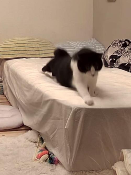 前足を伸ばす猫