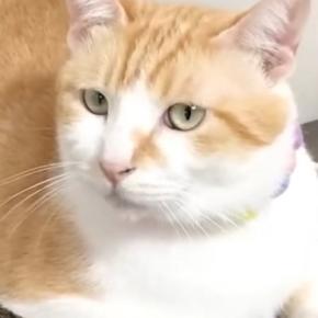 『1匹でくつろいでいる猫』かと思いきや…体の下を見ると？→まさかの『可愛すぎる光景』が45万再生「生えてるｗ」「卵温めてるみたいｗ」