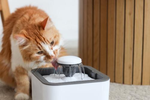 水を飲む猫