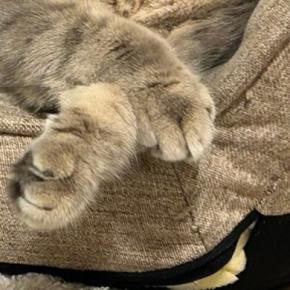 ふと見ると、座椅子に寄りかかって『眠っていた猫』→かわいい表情に、飼い主さんも思わず…ほっこりする光景に２万いいねの反響