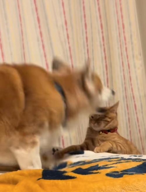 怒る犬