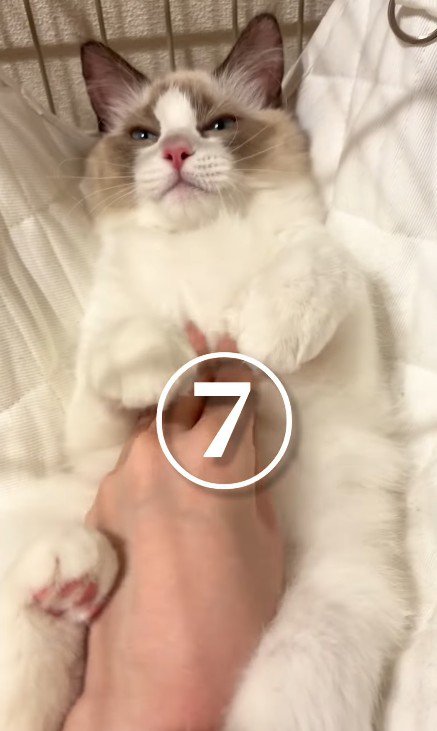おなかをなでられる猫