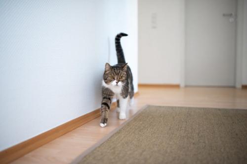 しっぽを立てて歩く猫