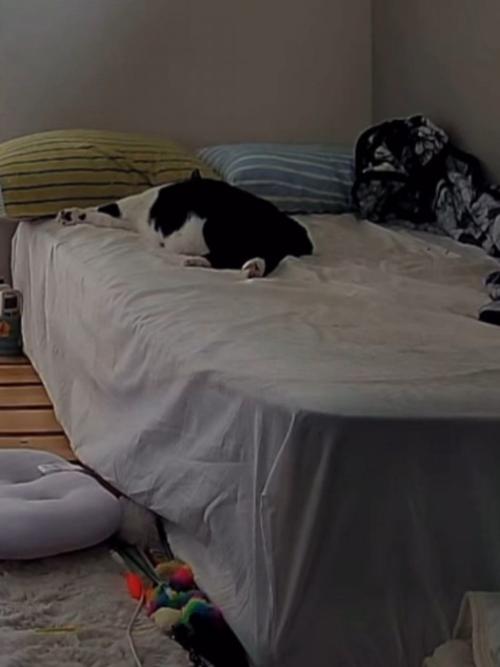 ベッドの奥で寝ている猫
