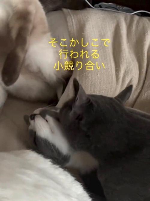 噛まれている猫