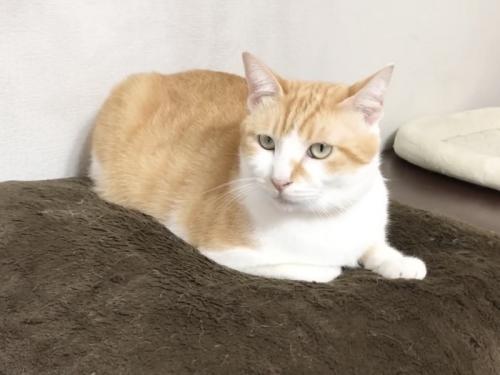 くつろぐ先住猫