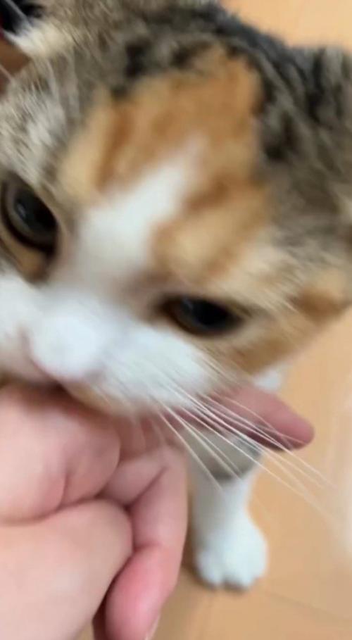 飼い主の指を甘噛みする猫