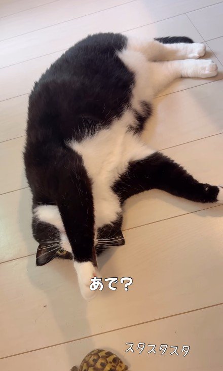 亀を眺める猫
