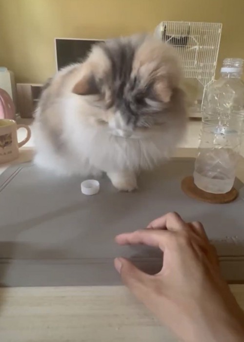 ペットボトルの蓋を受け止める猫