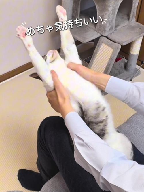 後ろに反る猫