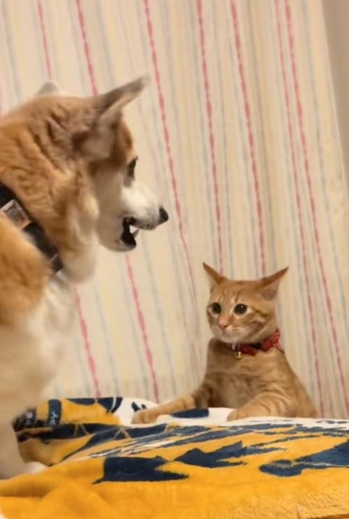 ベッドの端に落ちる猫