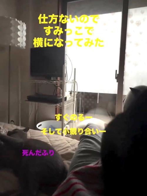 人のお腹の上に乗る猫と横で倒れる猫