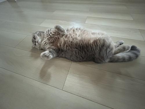 床の上に寝転がるキジトラ猫
