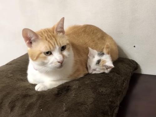 穏やかな様子の先住猫と子猫