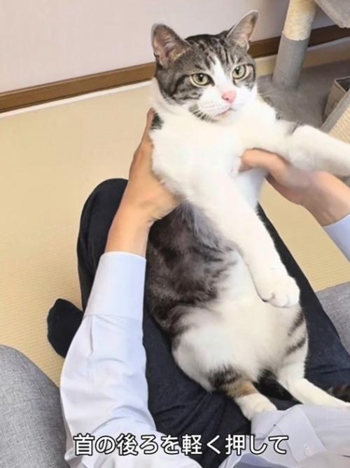 ひざの上に乗る猫