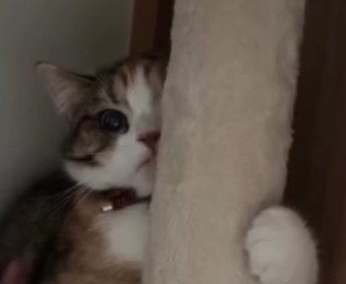 キャットタワーにしがみついて表情を強ばらせる猫
