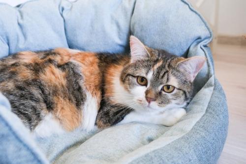 猫用ベッドの中の猫