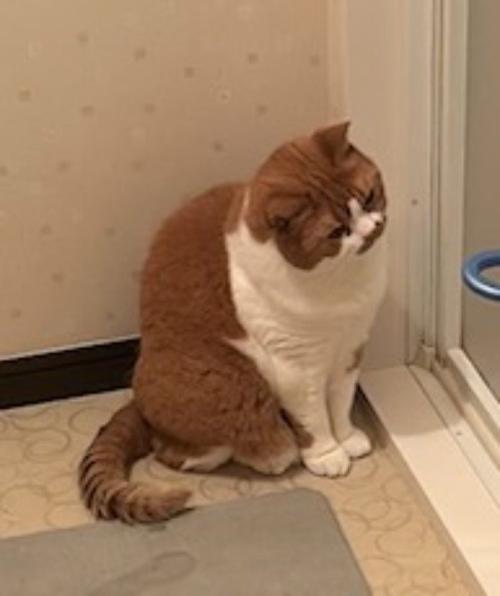 風呂場のドアを見つめる猫