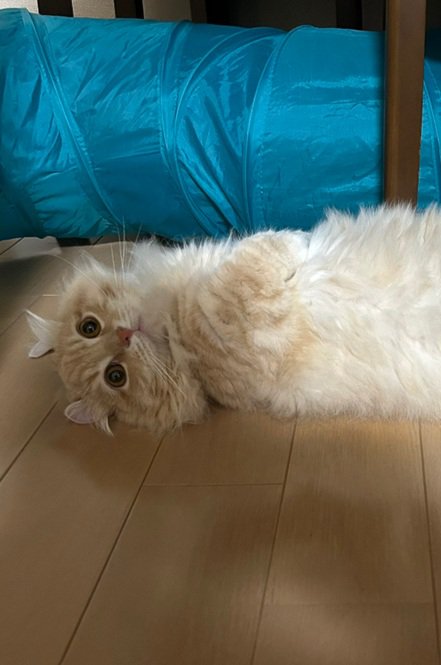 寝転がる猫