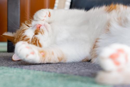へそ天でお昼寝する猫