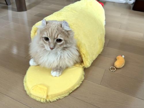 エビフライの中でくつろぐ猫