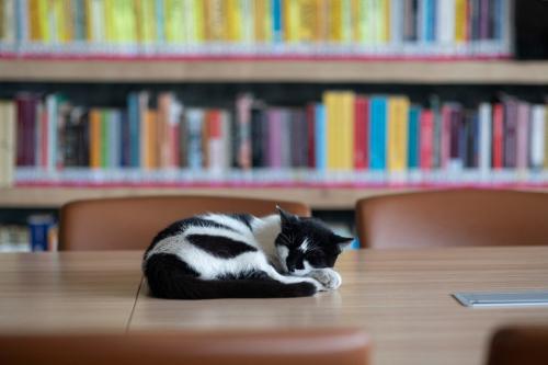 図書館の机で眠る猫