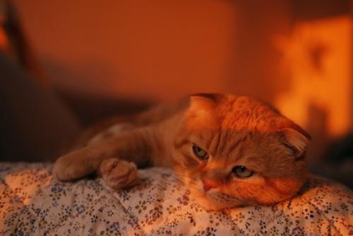 薄目を開けて横になる猫