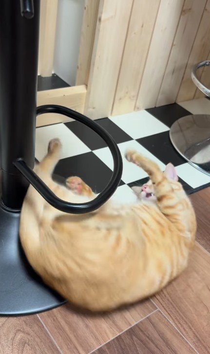 輪っかをくぐる猫