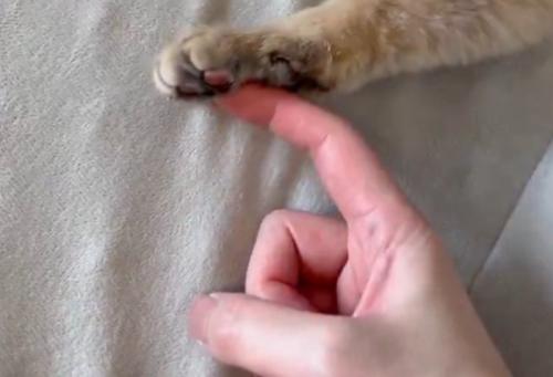 指を伸ばす飼い主さん