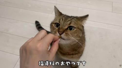 女性の手からおやつをもらう猫