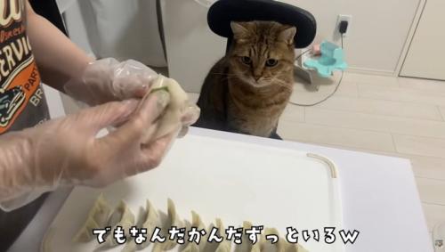椅子に座っている猫