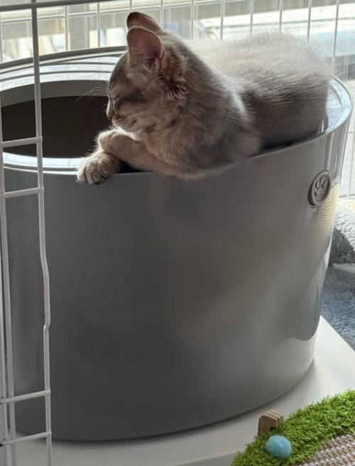トイレで寝る湊くん
