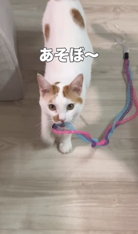 おもちゃをくわえているカメラ目線の猫「あそぼ〜」