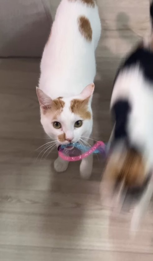 おもちゃをくわえた猫の横を通り過ぎるブレた猫