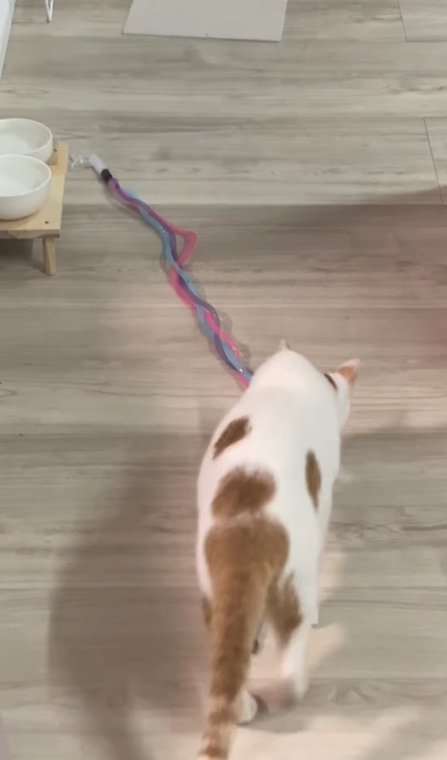 おもちゃをくわえようとしている猫