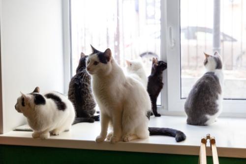 1か所に集まる猫たち