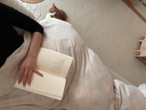 ベッドで本を読む飼い主を見つめる猫