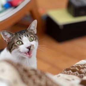 猫が『鳴きながら近くにくる』ときに考えられる理由5つ　要求のサインなの？上手な応え方まで解説