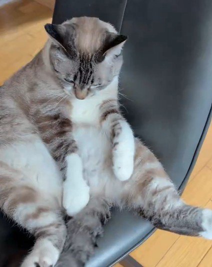 しっぽを揺らす猫